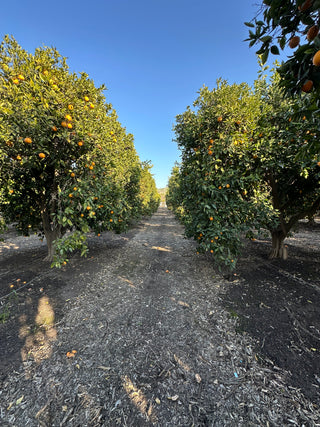 Fresh-Squeezed Valencia Orange Juice