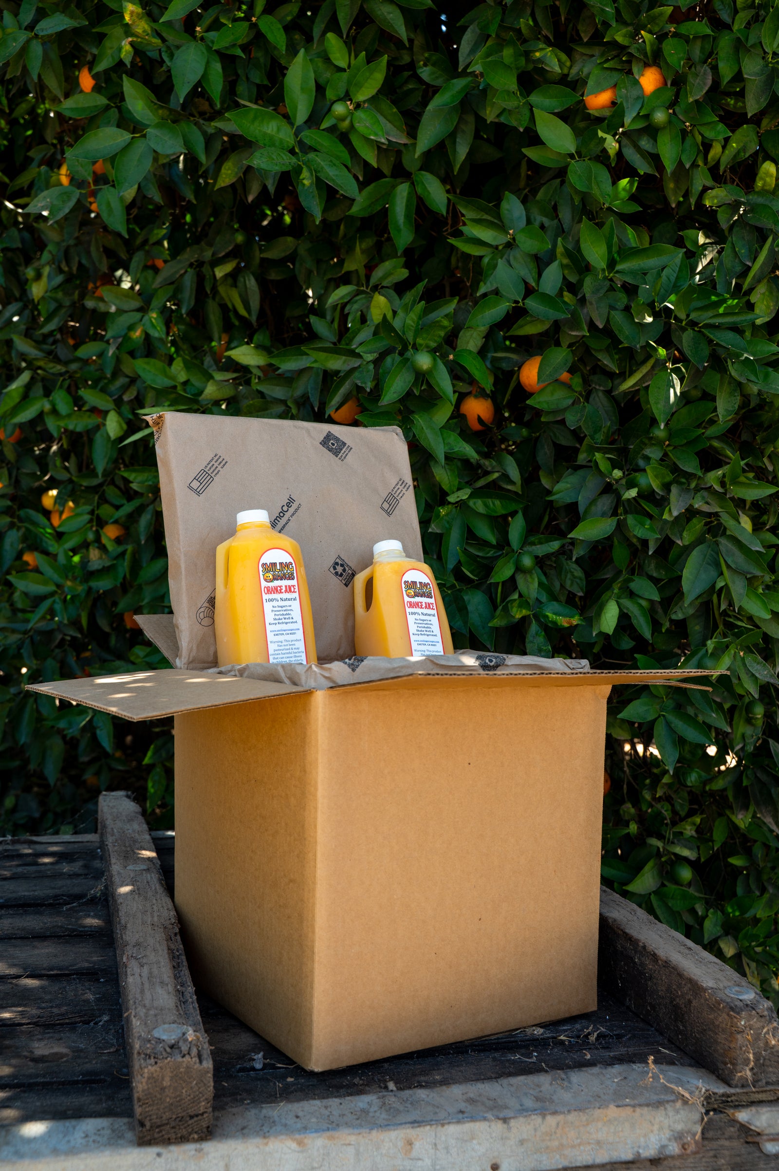 Fresh-Squeezed Valencia Orange Juice