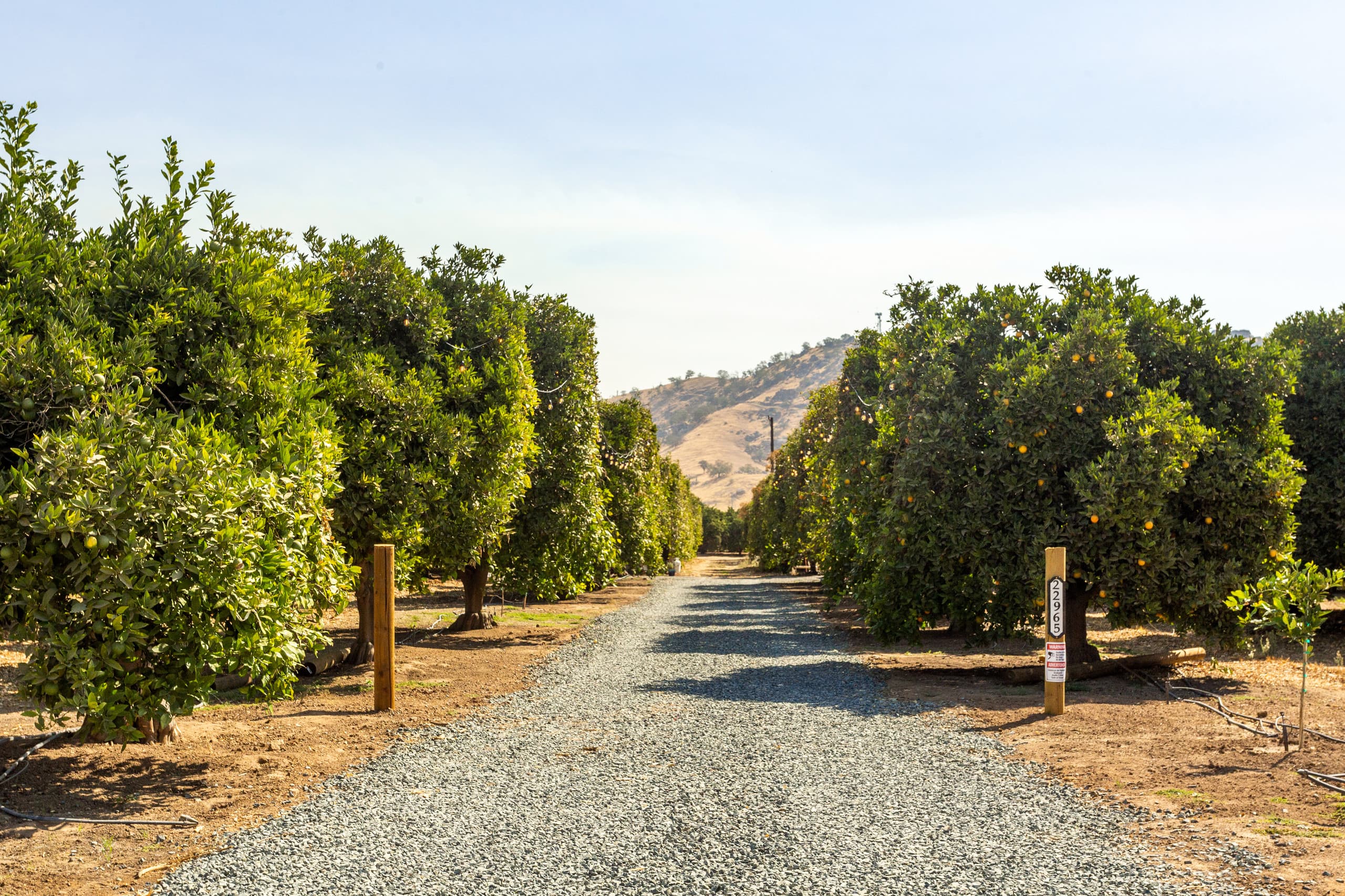 Long orchard drive leading through rows of orange trees