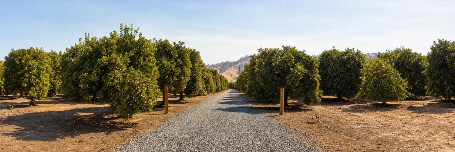 Wide orchard road through rows of Valencia orange trees in Exeter